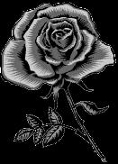 black rose